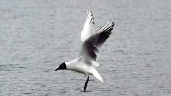 mouette-0072_2.JPG