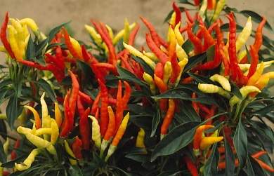 piments-0001_2.JPG