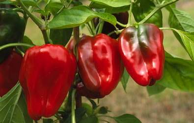 piments-0002_2.JPG