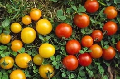 tomates-0002_2.JPG