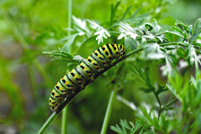 chenillemachaon.jpg