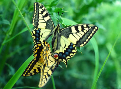 machaon.jpg