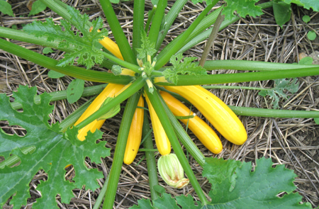 courgettejaune.jpg