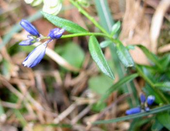 polygala.jpg