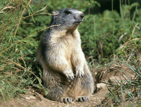 marmotte.png