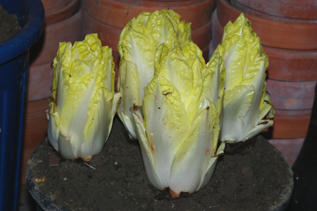 endives1