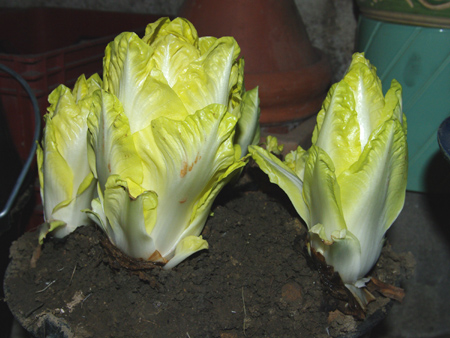 endives4