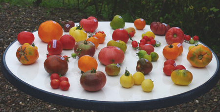 Graines Baumaux : un univers des plantes pour votre potager – Blog