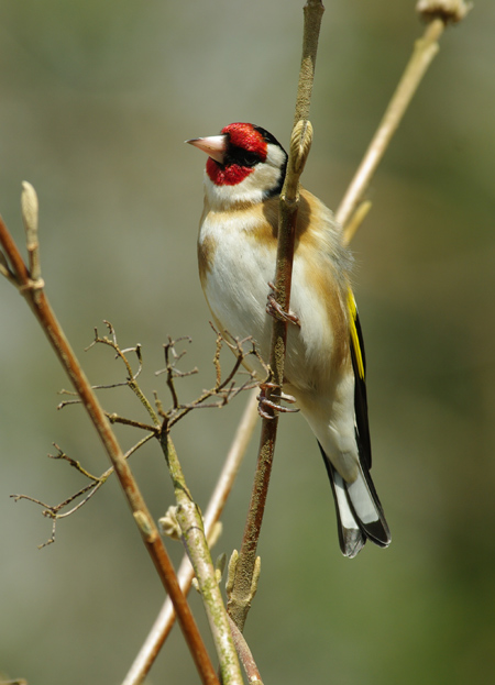 chardonneret