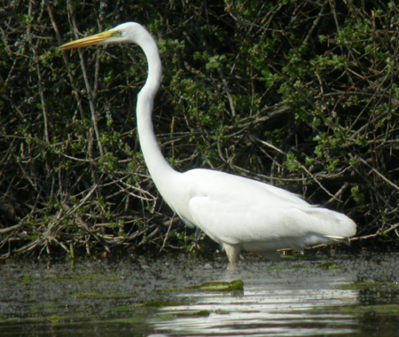 grandeaigrette2