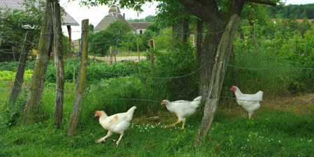 poules3