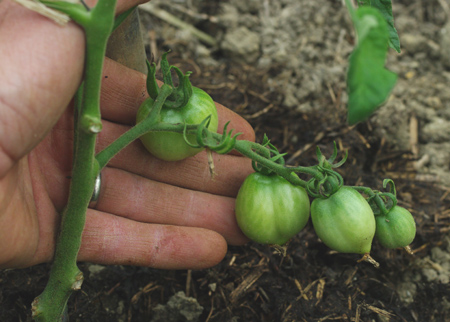 tomates