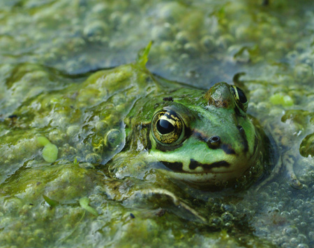 grenouille