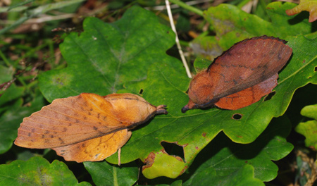 deux-feuilles-mortes