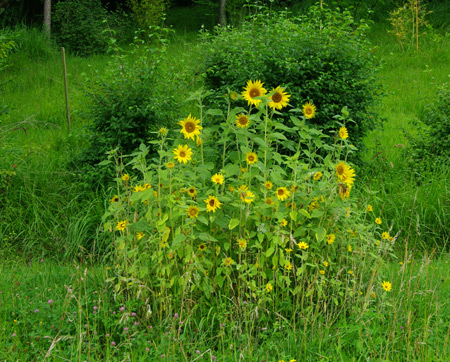 tournesol