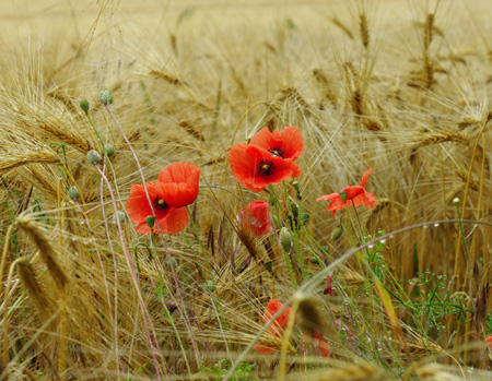 coquelicots