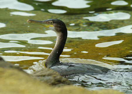 cormoran