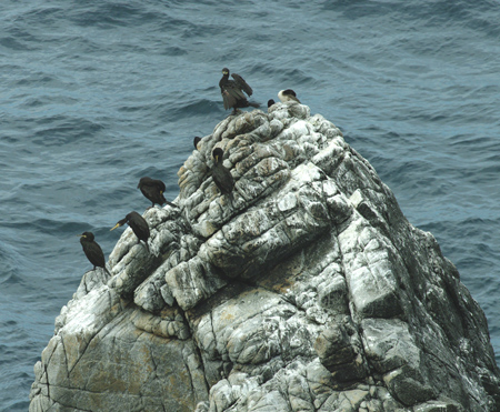 cormorans