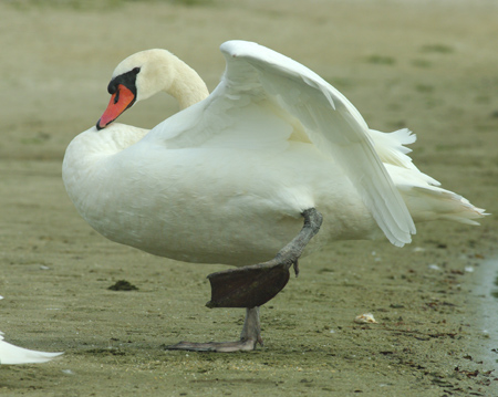 cygne