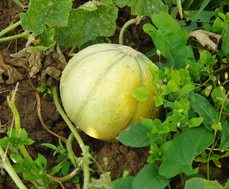 melon