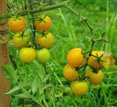 tomatecerisejaune