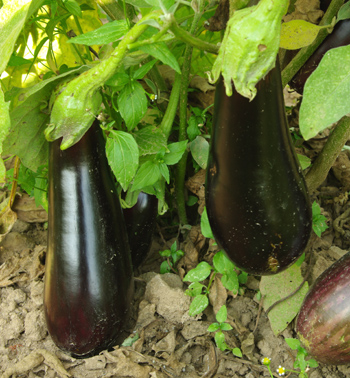 aubergine3