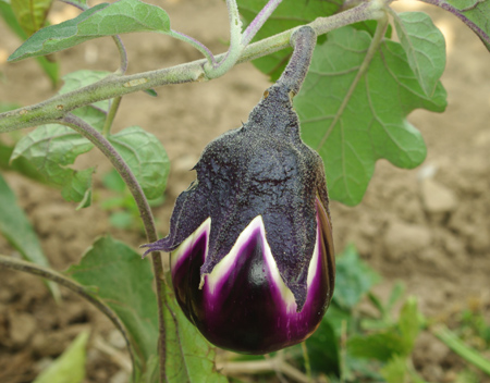 aubergine4