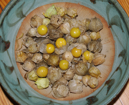 physalis3