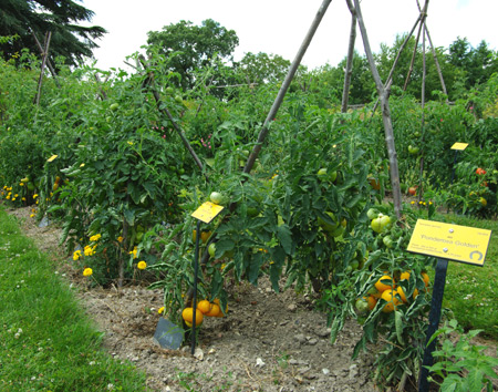 tomates