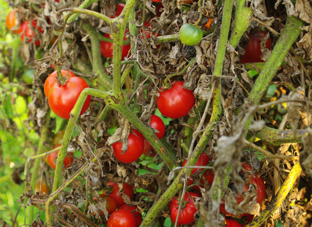 comment traiter tomates contre mildiou