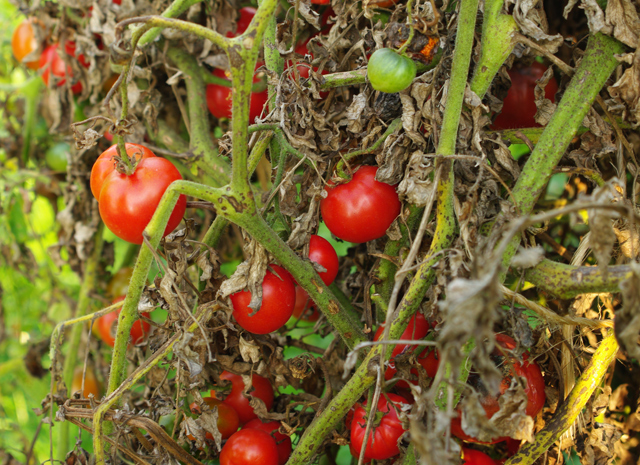 Generic Pulvérisateur d'huile pour salades à prix pas cher