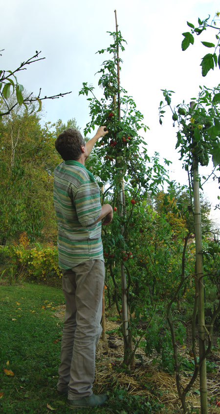 bernardtomate