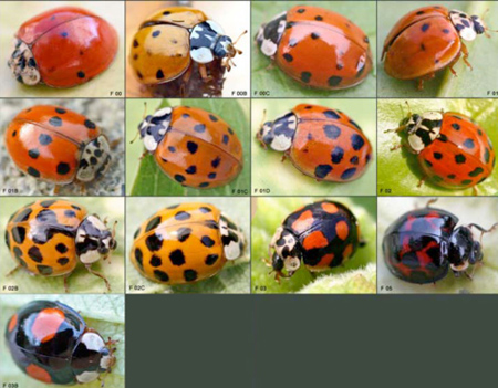 coccinelleasiatique