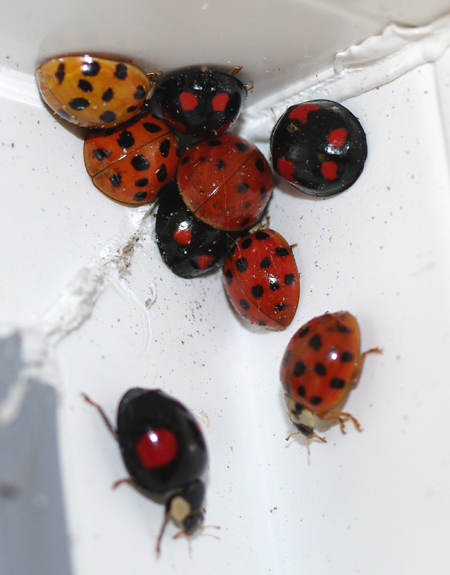 coccinelles2