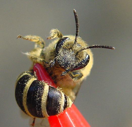 colletes1.