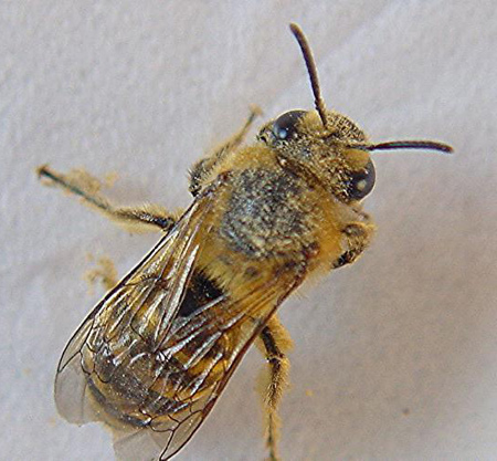 colletes3