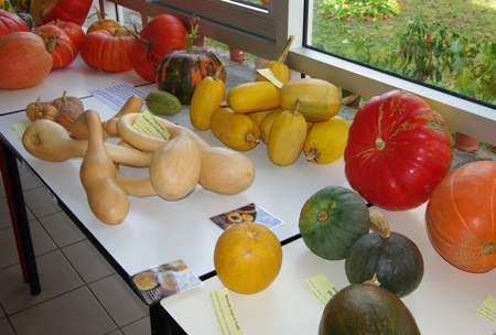 courge1