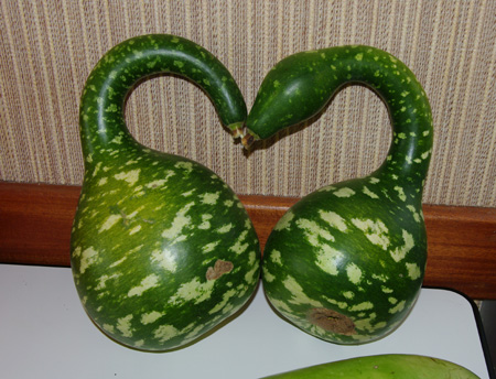 courges2