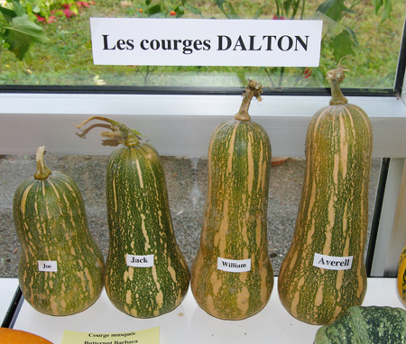 courges4