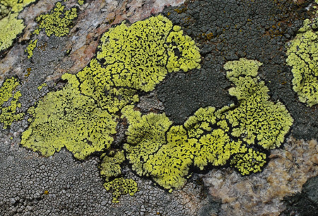 lichen