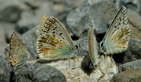papillons2