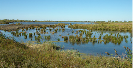 Camargue