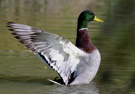 colvert3