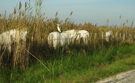 gardeboeuf1