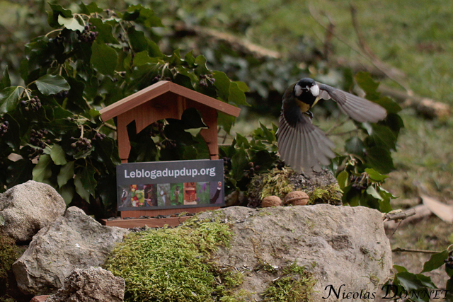 Mésange-charbo-1