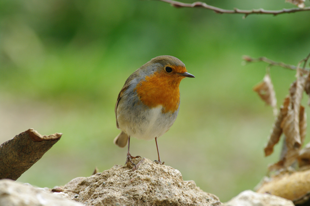 Pétition : Danger des boules de graisses pour nos amis oiseaux !