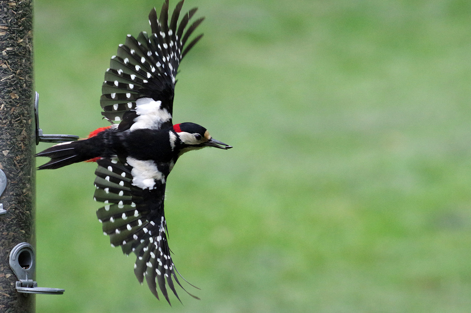 Besançon - Naturellement Doubs. Naturellement Doubs : Le rouge-gorge, un  oiseau familier mais agressif