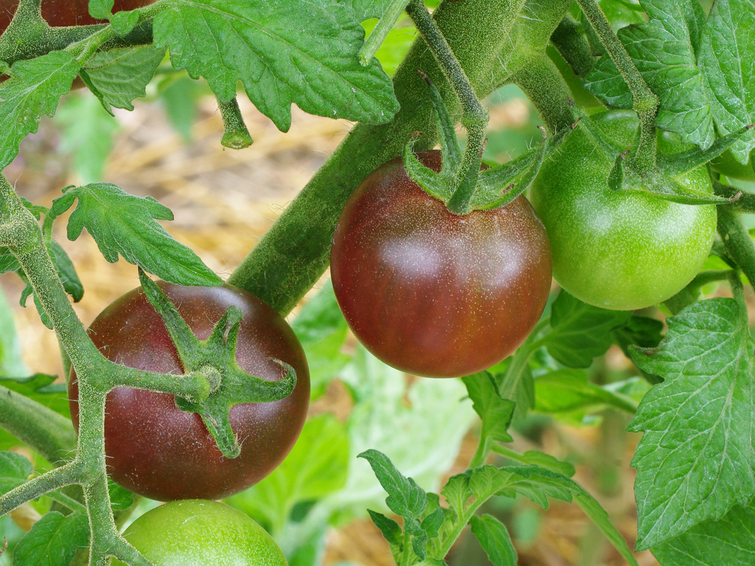 Il est temps de planter tes légumes en pleine terre ! - Vert Bobo