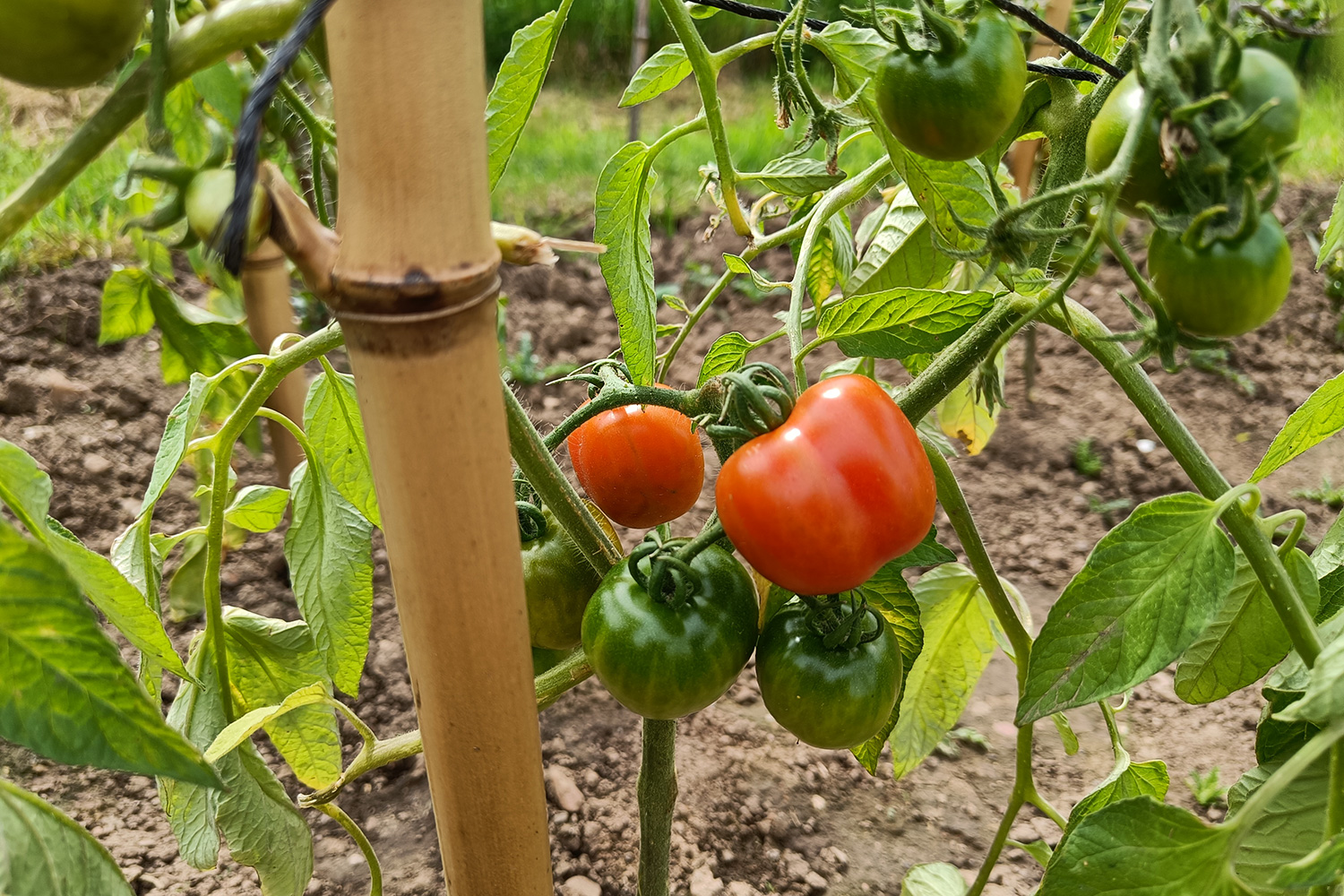 Il est temps de planter tes légumes en pleine terre ! - Vert Bobo